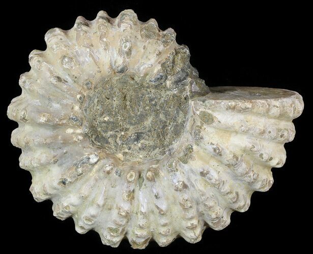 Bumpy Douvilleiceras Ammonite - Madagascar #53317